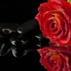 rose