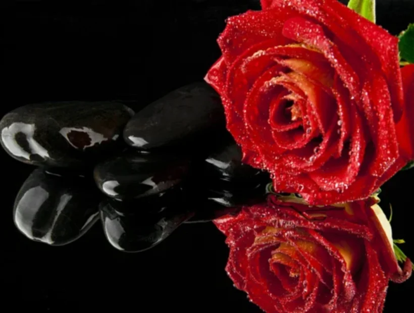 rose