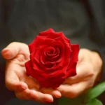 Holding the rose toy in my palm